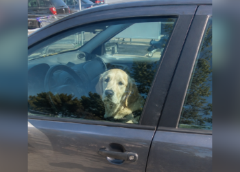 Mag je een autoruit inslaan als er een kind of hond in een hete auto zit? Dit zegt de wet