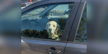 Mag je een autoruit inslaan als er een kind of hond in een hete auto zit? Dit zegt de wet
