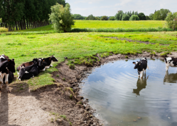 Nationaal Hitteplan vanaf morgen in heel Nederland: temperaturen lopen op tot 37 graden