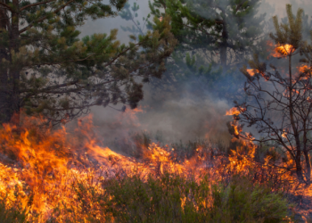 Natuurbrand bij Venray opnieuw opgelaaid: brandweer opnieuw massaal ingezet