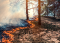Natuurbrand in Limburg blijft uitbreiden: brandlucht nu ook in Friesland te ruiken