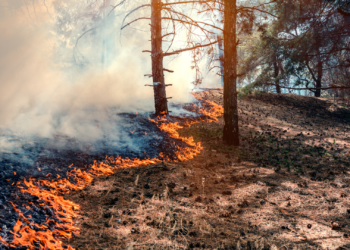 Natuurbrand in Limburg blijft uitbreiden: brandlucht nu ook in Friesland te ruiken