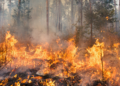 Natuurbrand woedt in Limburg: hulpdiensten geven dringend advies