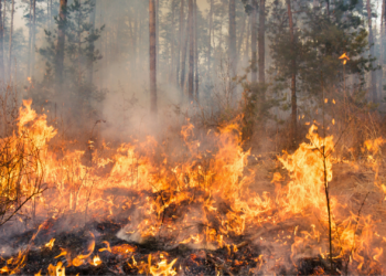 Natuurbrand woedt in Limburg: hulpdiensten geven dringend advies