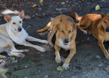 Nieuwe dierenbeschermingswet in Turkije zorgt voor grote ophef: miljoenen honden verdwenen