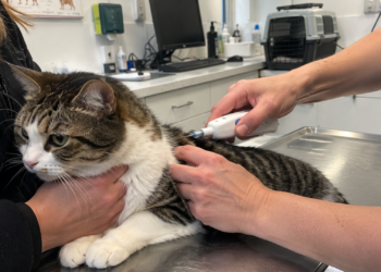 Chipplicht voor katten vanaf 2028: dit kost het baasjes en zo werkt het