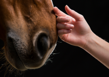 Paarden mogelijk uit Prinsjesdag-stoet? Partij voor de Dieren wil breken met traditie