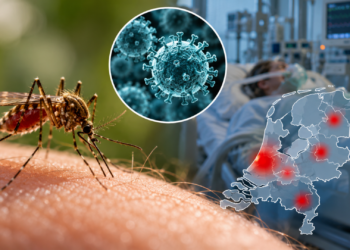 Vier mensen overleden na besmetting met westnijlvirus in Nederland